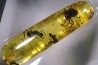 Copal: Hyménoptère Ichneumonidae + Mouche + autres diptères - Pliocène à holocène - Antsiranana, Madagascar