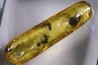 Copal: Hyménoptère Ichneumonidae + Mouche + autres diptères - Pliocène à holocène - Antsiranana, Madagascar