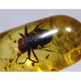 Copal: Hyménoptère Ichneumonidae + Mouche + autres diptères - Pliocène à holocène - Antsiranana, Madagascar
