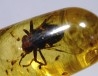 insect: Hyménoptère Ichneumonidae + Mouche + autres diptères