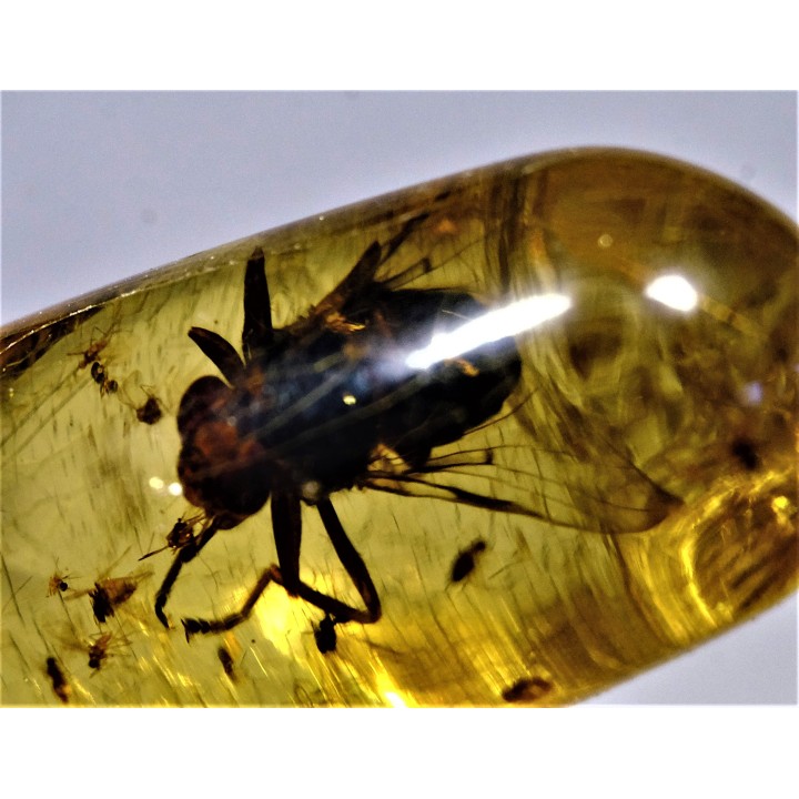 Copal: Hyménoptère Ichneumonidae + Mouche + autres diptères - Pliocène à holocène - Antsiranana, Madagascar