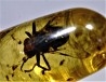 Copal: Hyménoptère Ichneumonidae + Mouche + autres diptères - Pliocène à holocène - Antsiranana, Madagascar
