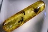 Copal: Hyménoptère Ichneumonidae + Mouche + autres diptères - Pliocène à holocène - Antsiranana, Madagascar