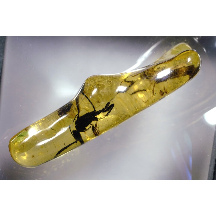 insect: Hyménoptère Ichneumonidae + autres diptèress