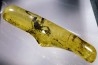 insect: Hyménoptère Ichneumonidae + autres diptèress