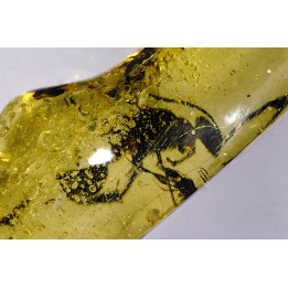 Copal: Hyménoptère Ichneumonidae + autres diptères - Pliocène à holocène - Antsiranana, Madagascar