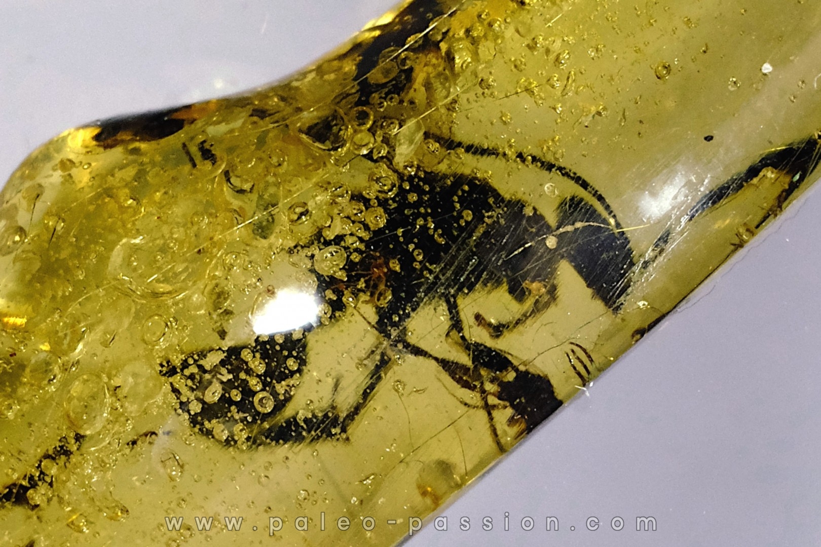 Copal: Hyménoptère Ichneumonidae + autres diptères - Pliocène à holocène - Antsiranana, Madagascar