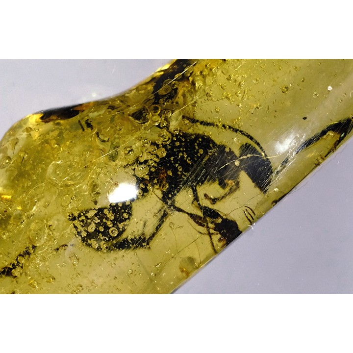 Copal: Hyménoptère Ichneumonidae + autres diptères - Pliocène à holocène - Antsiranana, Madagascar