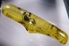 insect: Hyménoptère Ichneumonidae + autres diptèress