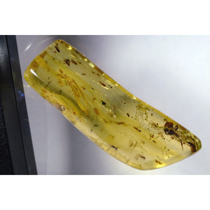Copal: Araignée + Myriapode + Termite ailé + Diptères - Pliocène à holocène - Antsiranana, Madagascar