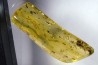 Copal: Araignée + Myriapode + Termite ailé + Diptères - Pliocène à holocène - Antsiranana, Madagascar
