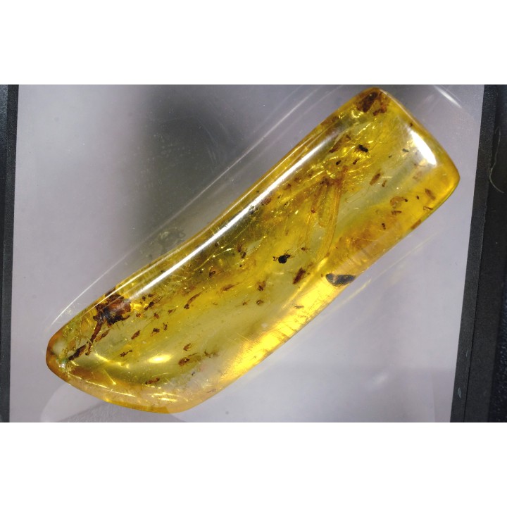 Copal: Araignée + Myriapode + Termite ailé + Diptères - Pliocène à holocène - Antsiranana, Madagascar