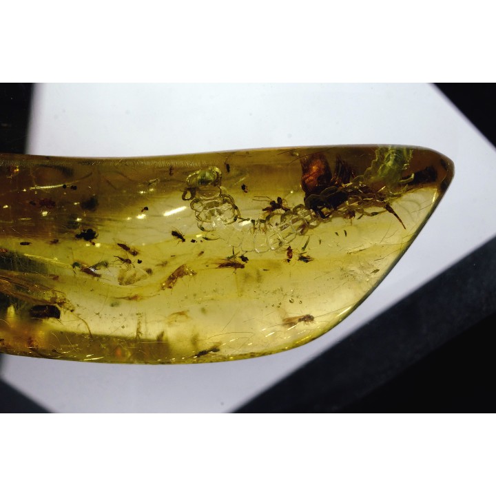 insect: Araignée + Myriapode + Termite ailé + Diptères