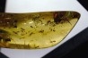 Copal: Araignée + Myriapode + Termite ailé + Diptères - Pliocène à holocène - Antsiranana, Madagascar