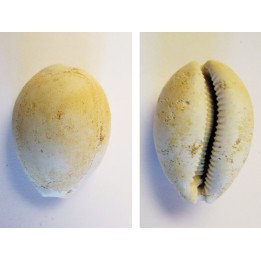 CYPRAEA GLOBOSA (2)