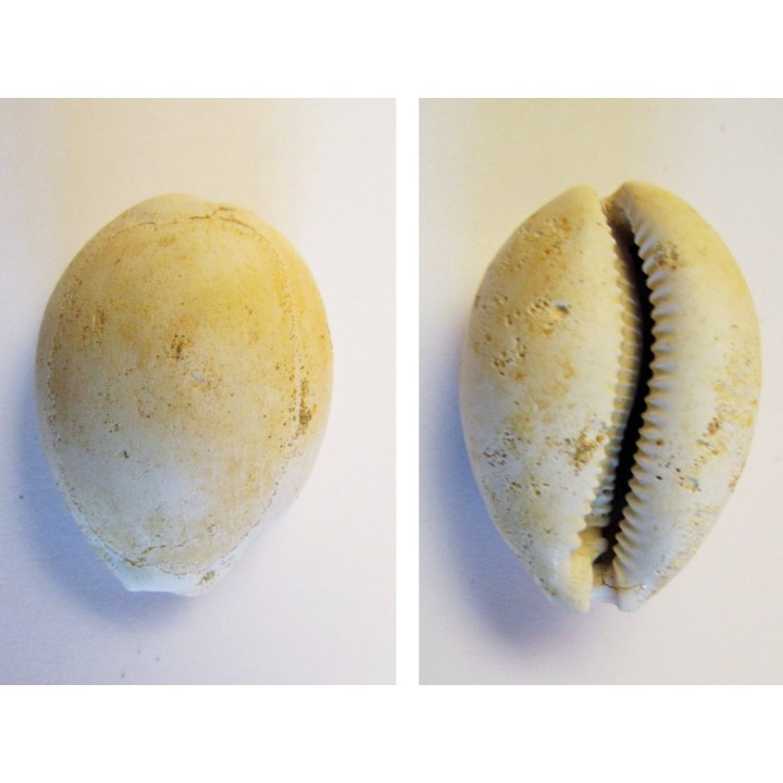 CYPRAEA GLOBOSA (2)