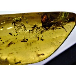 insect: Araignée + Myriapode + Termite ailé + Diptères