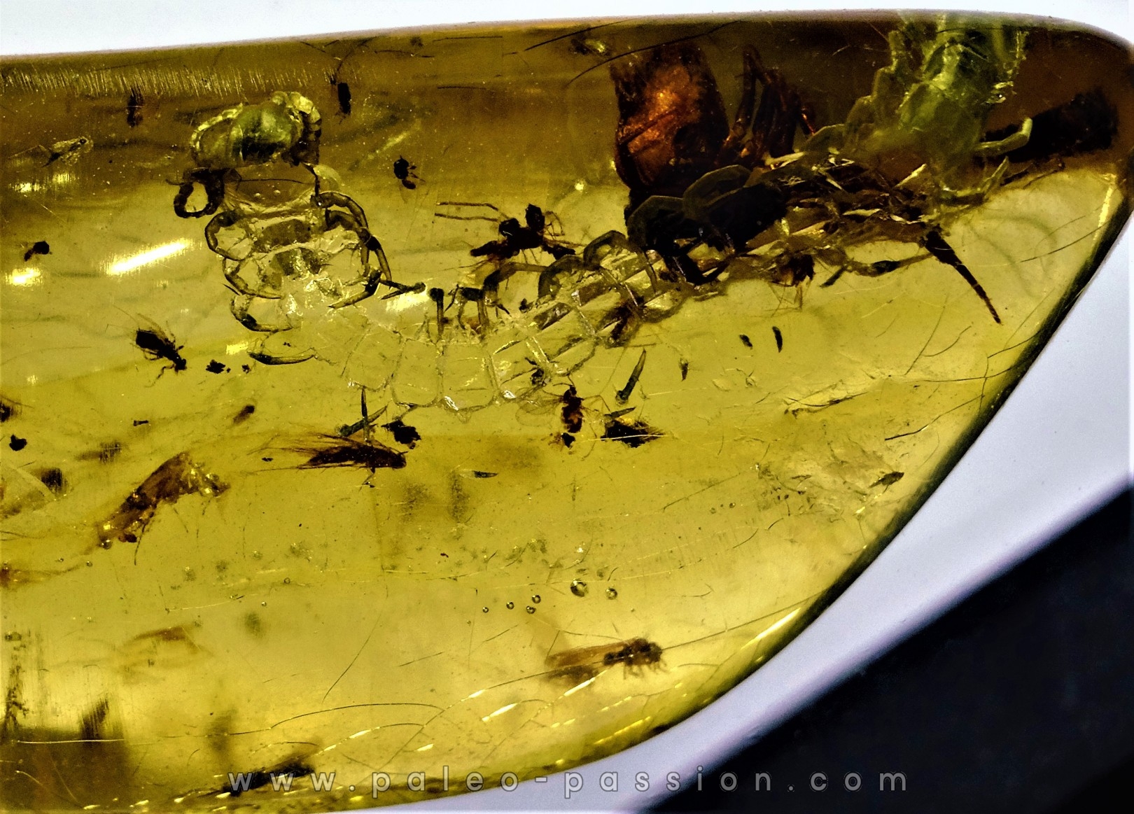 Copal: Araignée + Myriapode + Termite ailé + Diptères - Pliocène à holocène - Antsiranana, Madagascar
