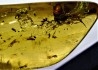 insect: Araignée + Myriapode + Termite ailé + Diptères