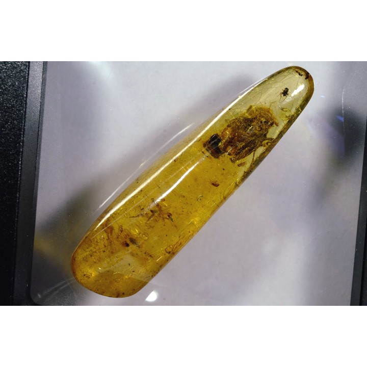 insect: Cicadelle + Diptères
