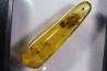 Copal: Cicadelle + Diptères - Pliocène à holocène - Antsiranana, Madagascar