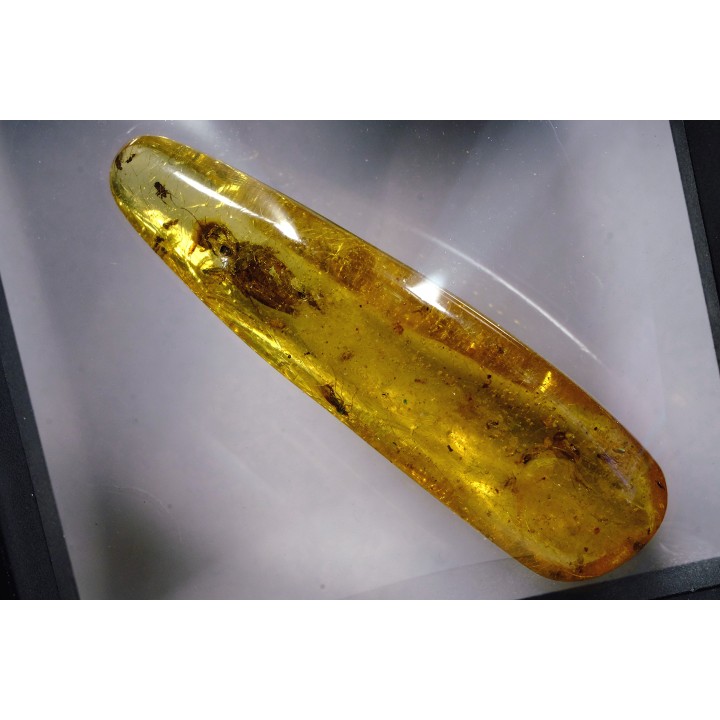 Copal: Cicadelle + Diptères - Pliocène à holocène - Antsiranana, Madagascar