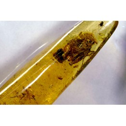 insect: Cicadelle + Diptères