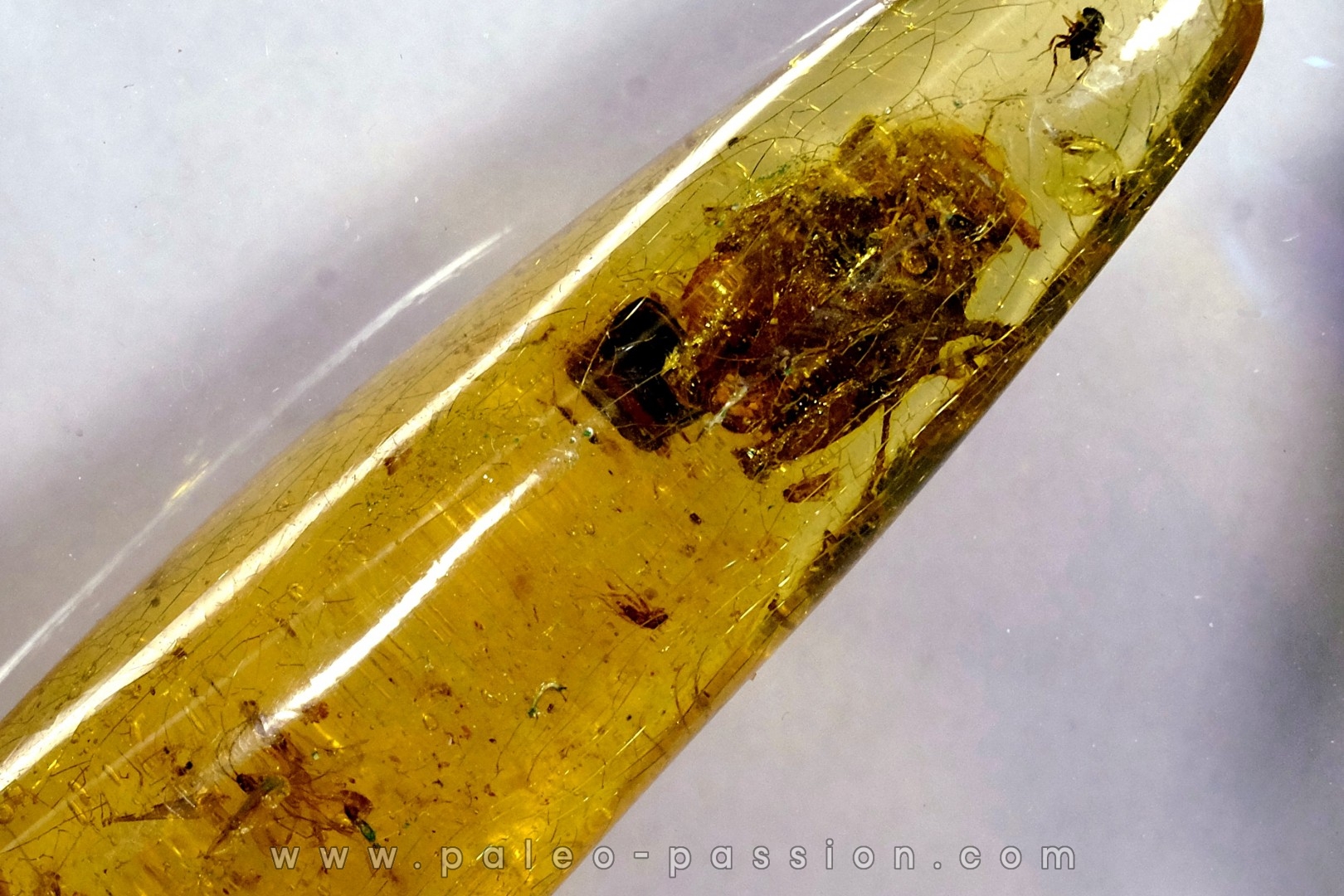 insect: Cicadelle + Diptères