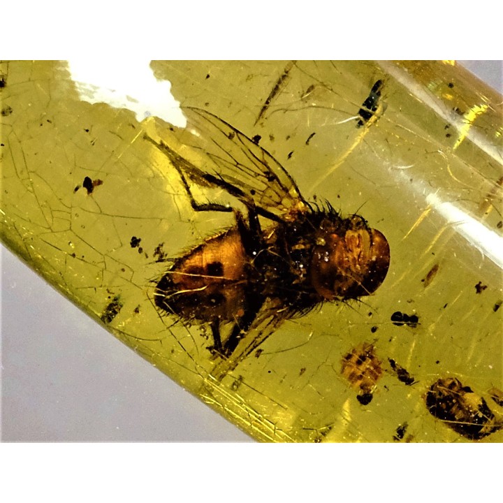insect: Mouche + Hyménoptère Ichneumonidae