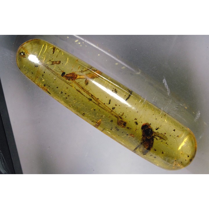 Copal: Mouche + Hyménoptère Ichneumonidae - Pliocène à holocène - Antsiranana, Madagascar
