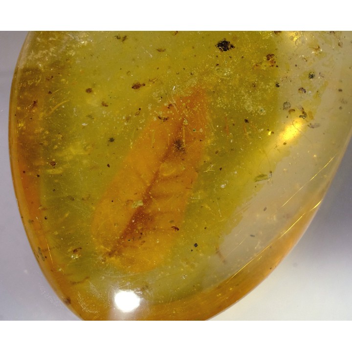 Copal: Feuille + divers - Pliocène à holocène - Antsiranana, Madagascar