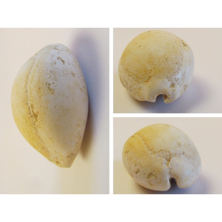CYPRAEA GLOBOSA (2)