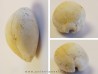 CYPRAEA GLOBOSA (2)