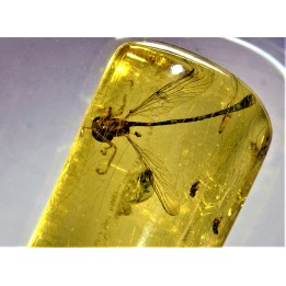 insect: Hyménoptère Ichneumonidae + autres Hyménoptères + Diptères
