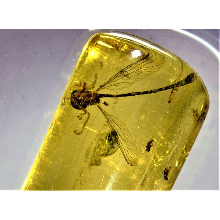 insect: Hyménoptère Ichneumonidae + autres Hyménoptères + Diptères
