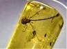 insect: Hyménoptère Ichneumonidae + autres Hyménoptères + Diptères