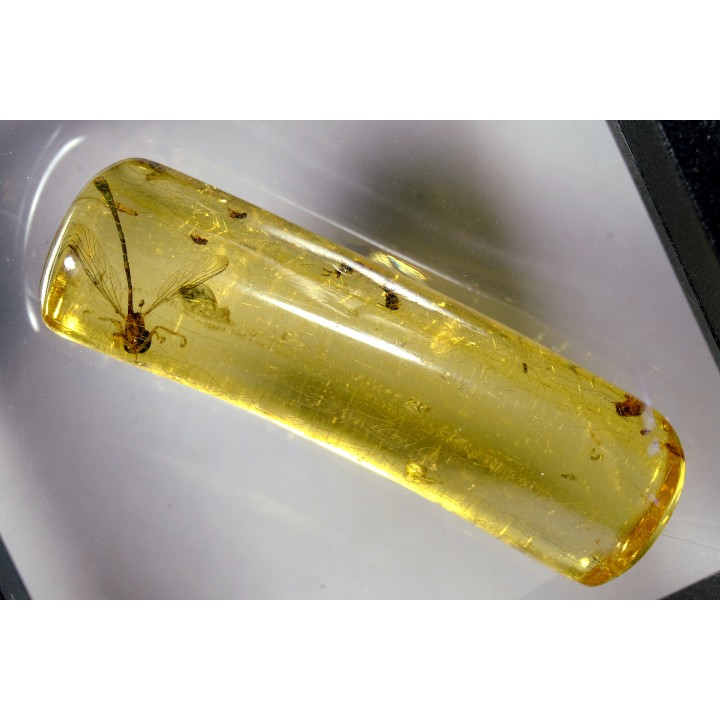 insect: Hyménoptère Ichneumonidae + autres Hyménoptères + Diptères