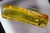 insect: Hyménoptère Ichneumonidae + autres Hyménoptères + Diptères