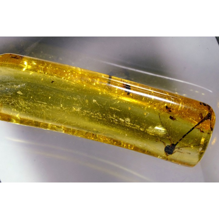 insect: Hyménoptère Ichneumonidae + autres Hyménoptères + Diptères