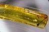 insect: Hyménoptère Ichneumonidae + autres Hyménoptères + Diptères
