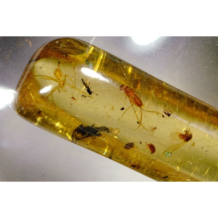 insect: Araignées + Diptères + Hyménoptères + Termite ailé