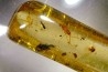 insect: Araignées + Diptères + Hyménoptères + Termite ailé