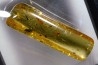 insect: Araignées + Diptères + Hyménoptères + Termite ailé