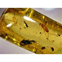 Copal: Araignées + Diptères + Hyménoptères + Termite ailé - Pliocène à holocène - Antsiranana, Madagascar