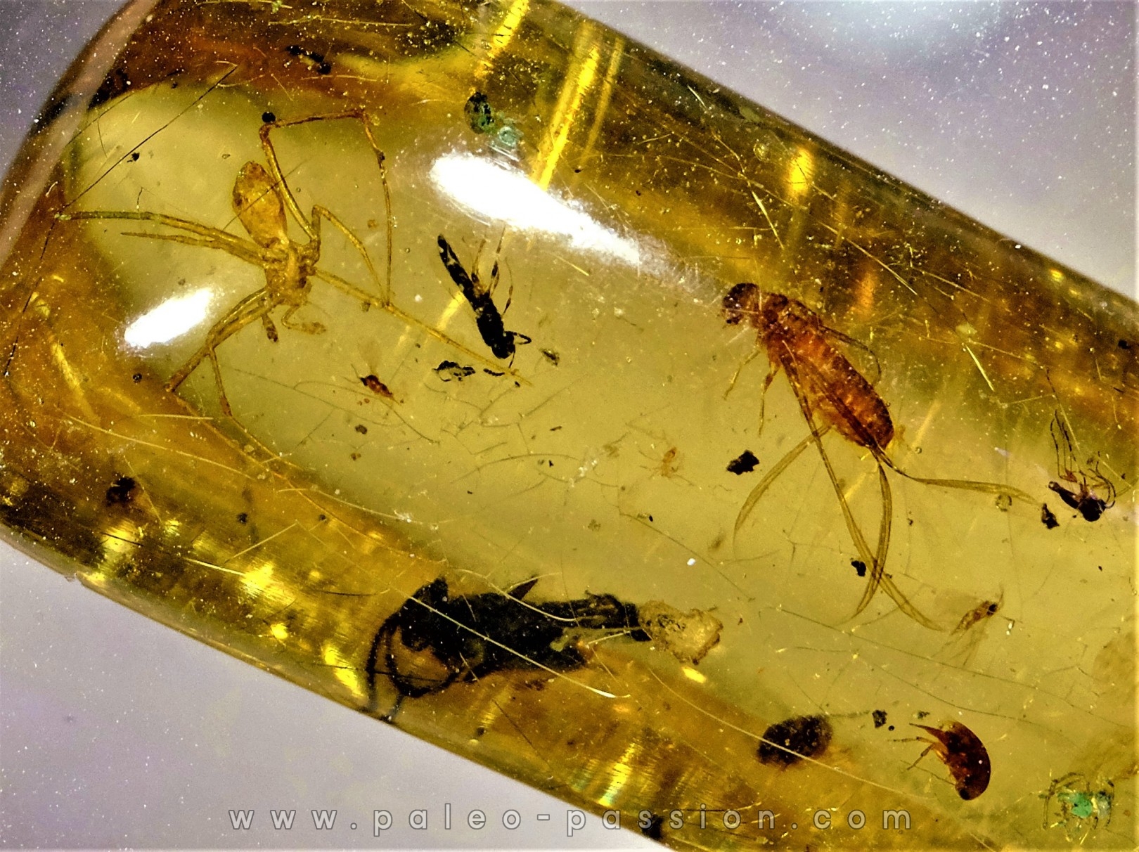 insect: Araignées + Diptères + Hyménoptères + Termite ailé