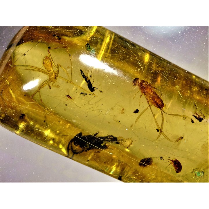 insect: Araignées + Diptères + Hyménoptères + Termite ailé