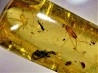 insect: Araignées + Diptères + Hyménoptères + Termite ailé