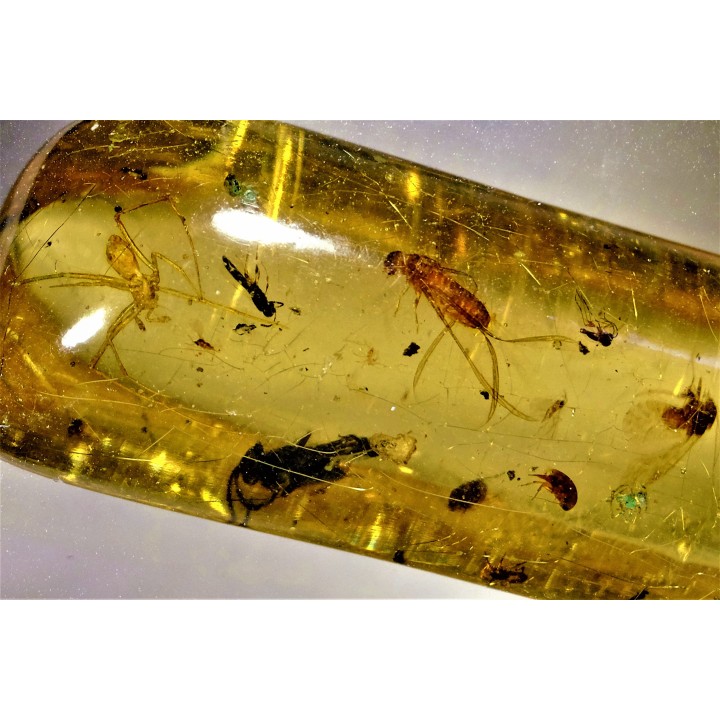 insect: Araignées + Diptères + Hyménoptères + Termite ailé