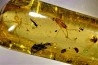 Copal: Araignées + Diptères + Hyménoptères + Termite ailé - Pliocène à holocène - Antsiranana, Madagascar