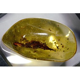 insect: Feuille + Diptères
